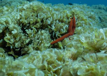 Katastrofa kod Visa: Ovo je alga koja uništava podmorje