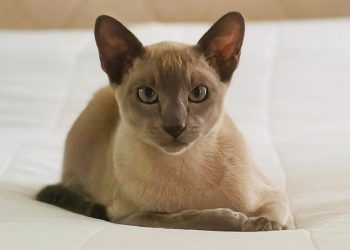 Leonardo da pinchy terorizira novozelandski morski grad u ‘Crimewave’ s jednom mapom ‘