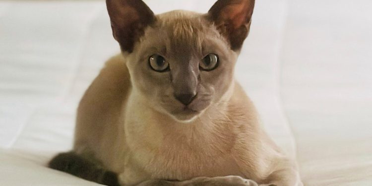 Leonardo da pinchy terorizira novozelandski morski grad u ‘Crimewave’ s jednom mapom ‘