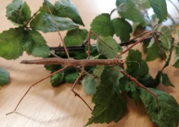 Ljetne školice prirodoslovlja u Prirodoslovnom muzeju u Splitu