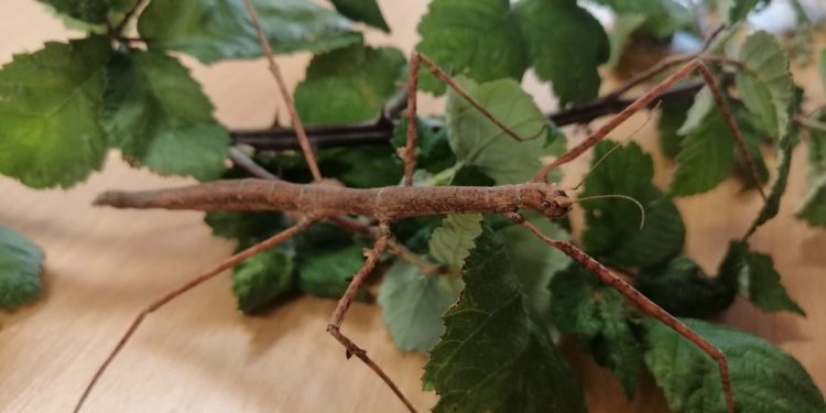 Ljetne školice prirodoslovlja u Prirodoslovnom muzeju u Splitu