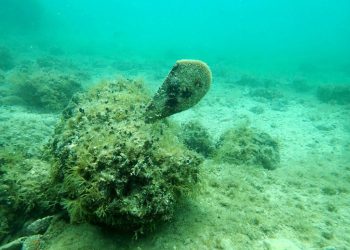 MARINSKI ZALJEV Krenula potraga za plemenitom periskom