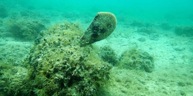 MARINSKI ZALJEV Krenula potraga za plemenitom periskom