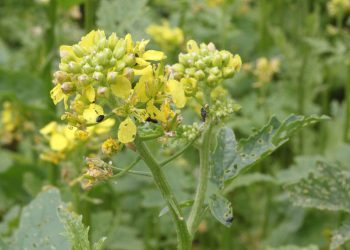 Malo zrno velike snage: Tajna ljekovitost sjemena goruščice