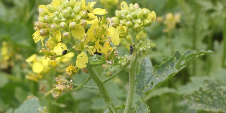 Malo zrno velike snage: Tajna ljekovitost sjemena goruščice