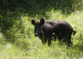 Molat ‘preuzele’ divlje svinje: veća ekipa dobila pljesak za šetnju po kaleti, a najmlađe oduševila pojava mladunaca
