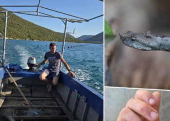 NEVJEROJATAN SLUČAJ Matka iz Štedrice jučer je ugrizao poskok, ovo je treći put! ‘Hvala liječnicima, odsad se držim mora i asfalta’