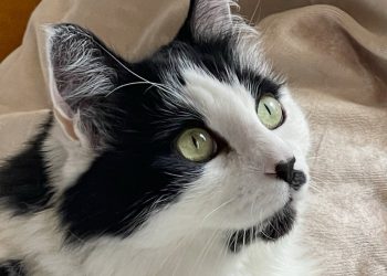 NYC žena pobjeđuje u punom skrbništvu Mačke nakon dvogodišnje pravne bitke s prijateljem koji ga nije vratio nakon sjedenja kućnih ljubimaca