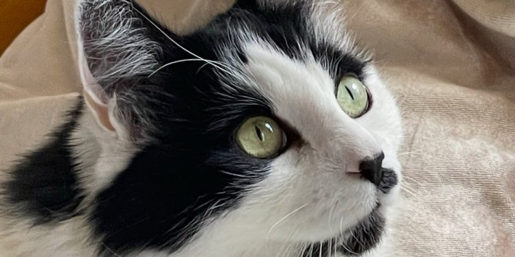 NYC žena pobjeđuje u punom skrbništvu Mačke nakon dvogodišnje pravne bitke s prijateljem koji ga nije vratio nakon sjedenja kućnih ljubimaca