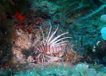 Na Kornatima prvi put snimljena opasna riba iz Crvenog mora: ‘Ima velike i otrovne bodlje, pripazite!’