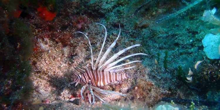Na Kornatima prvi put snimljena opasna riba iz Crvenog mora: ‘Ima velike i otrovne bodlje, pripazite!’