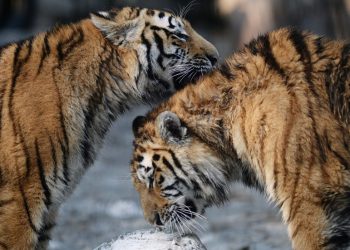 Napori podržani iz Putina spašava sibirskog tigra od izumiranja-RT Rusija i bivši Sovjetski Savez