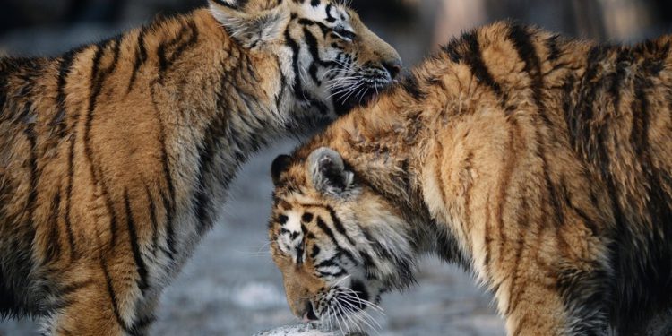 Napori podržani iz Putina spašava sibirskog tigra od izumiranja-RT Rusija i bivši Sovjetski Savez