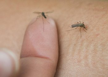 Nastavlja se bitka protiv komaraca, evo koje dijelove grada čeka zamagljivanje