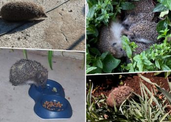 Neočekivani gost na večeri: Jež došao na obrok u dvorište u Konavlima