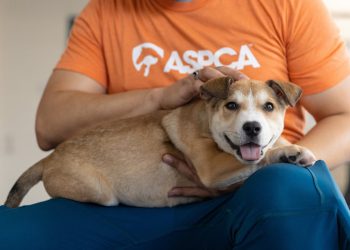 New York City je postao tako nepristupačni stanovnici da se odreknu svojih kućnih ljubimaca – a skloništa su prepuna škrge