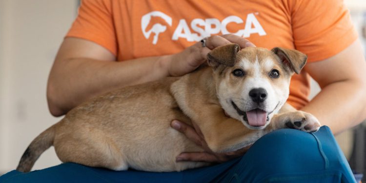 New York City je postao tako nepristupačni stanovnici da se odreknu svojih kućnih ljubimaca – a skloništa su prepuna škrge