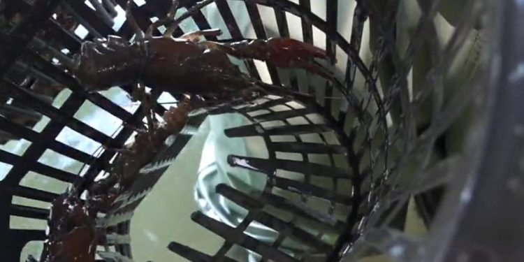 Ni rijeke nisu pošteđene promjena