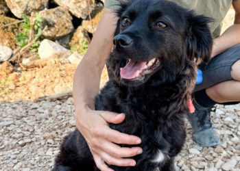 Nježna i tiha duša: Malena Ela traži dom, pronađena je sama na ulici, bez doma i sigurnog zaklona