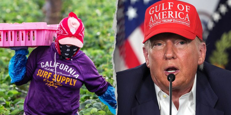 Novi Trumpov plan omogućuje poljoprivrednicima da se jamče za ilegalne migrante kako bi spriječili deportaciju