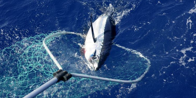 Objavljeni rezultati natječaja – Ponuđene cijene za kg ulovne kvote plavoperajne tune od 5,41 do 15,00 eura