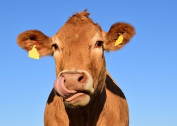 Očajni stočari: ‘Tuga i jad je u nas pod Svilajom. Meni je 15 krava umrlo, susjedu četiri’