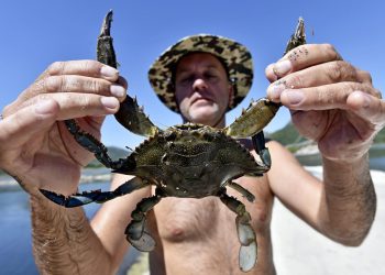 Od predatora do jedne od najpopularnijih delicija u dalmatinskim restoranima: ‘Jeftiniji je od škampa!’