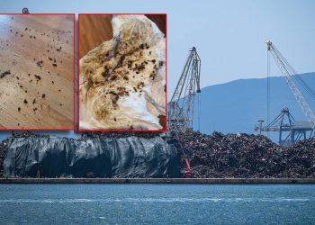 Ogorčeni Pločanin: “Nakon juga, ovo su slike iz apartmana kojeg od luke dijeli brdo sa šumom