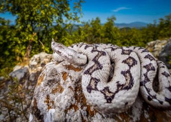 Opasan gost u Konavlima: Poskok slikan u blizini Dube