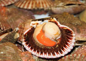 Opasna bakterija širi se europskim morima zbog rasta temperatura