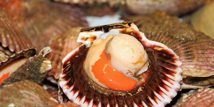 Opasna bakterija širi se europskim morima zbog rasta temperatura