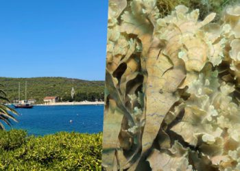 Opasna invazivna morska alga u akvatoriju Visa, provjerili smo može li se očekivati širenje i na naše područje