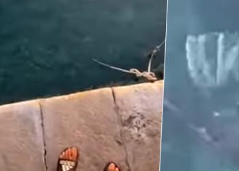 Opasni primjerak u Cavtatu: Ova riba predstavlja ekološku prijetnju, a može biti kobna i za ljude (VIDEO)