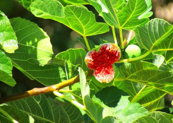 Ova biljka se spominje na prvim stranicama Biblije: I danas liječi