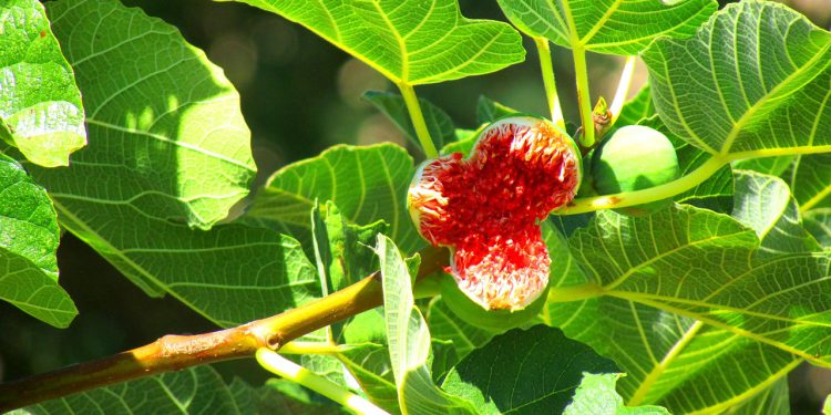 Ova biljka se spominje na prvim stranicama Biblije: I danas liječi