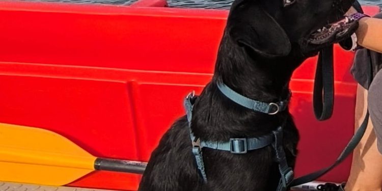 Ovo je Marley – nova zvijezda zadarskog HGSS