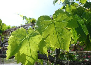 Ovo je lijek: Biljka koja se najviše spominje u Bibliji