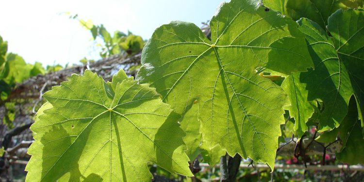 Ovo je lijek: Biljka koja se najviše spominje u Bibliji