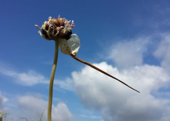 Ovo je najjači Biblijski antibiotik: Svatko ga ima u kući