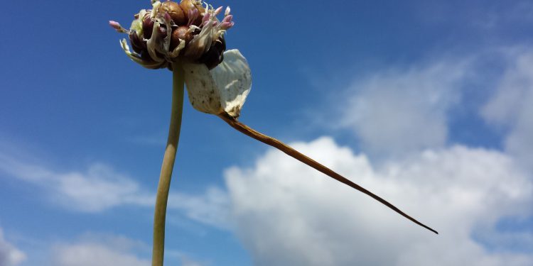 Ovo je najjači Biblijski antibiotik: Svatko ga ima u kući