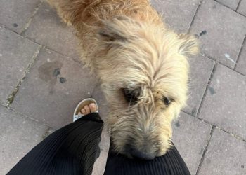 Ovog je preslatkog mališana netko izgubio u Podstrani