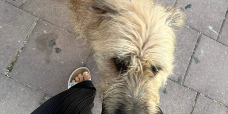 Ovog je preslatkog mališana netko izgubio u Podstrani