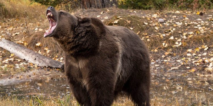 Par preživljava grizli napad pomoću spreja medvjeda