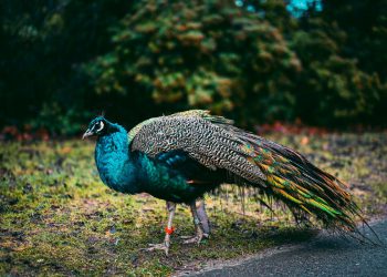 Paunovi prevladavaju susjedstvo Orlando: ‘Posvuda ima izmeta’