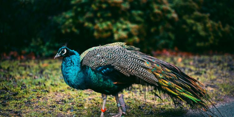 Paunovi prevladavaju susjedstvo Orlando: ‘Posvuda ima izmeta’