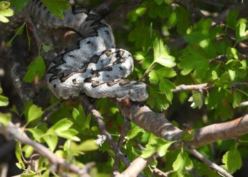 Planinar u Dalmaciji imao bliski susret s poskokom, na ovo morate pripaziti prilikom planinarenja