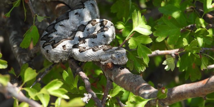 Planinar u Dalmaciji imao bliski susret s poskokom, na ovo morate pripaziti prilikom planinarenja