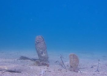 Podvodna kamera u Piranu 24 sata dnevno snima živu plemenitu perisku