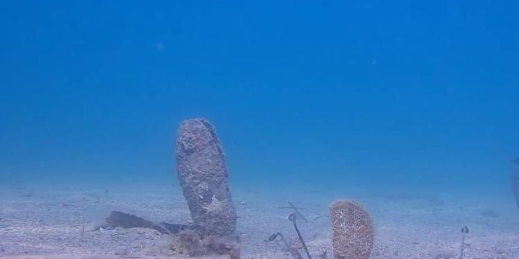 Podvodna kamera u Piranu 24 sata dnevno snima živu plemenitu perisku