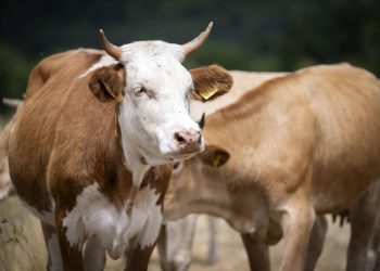 Pojavila su se četiri nova slučaja bedrenice, bolest se proširila na šibensko područje!